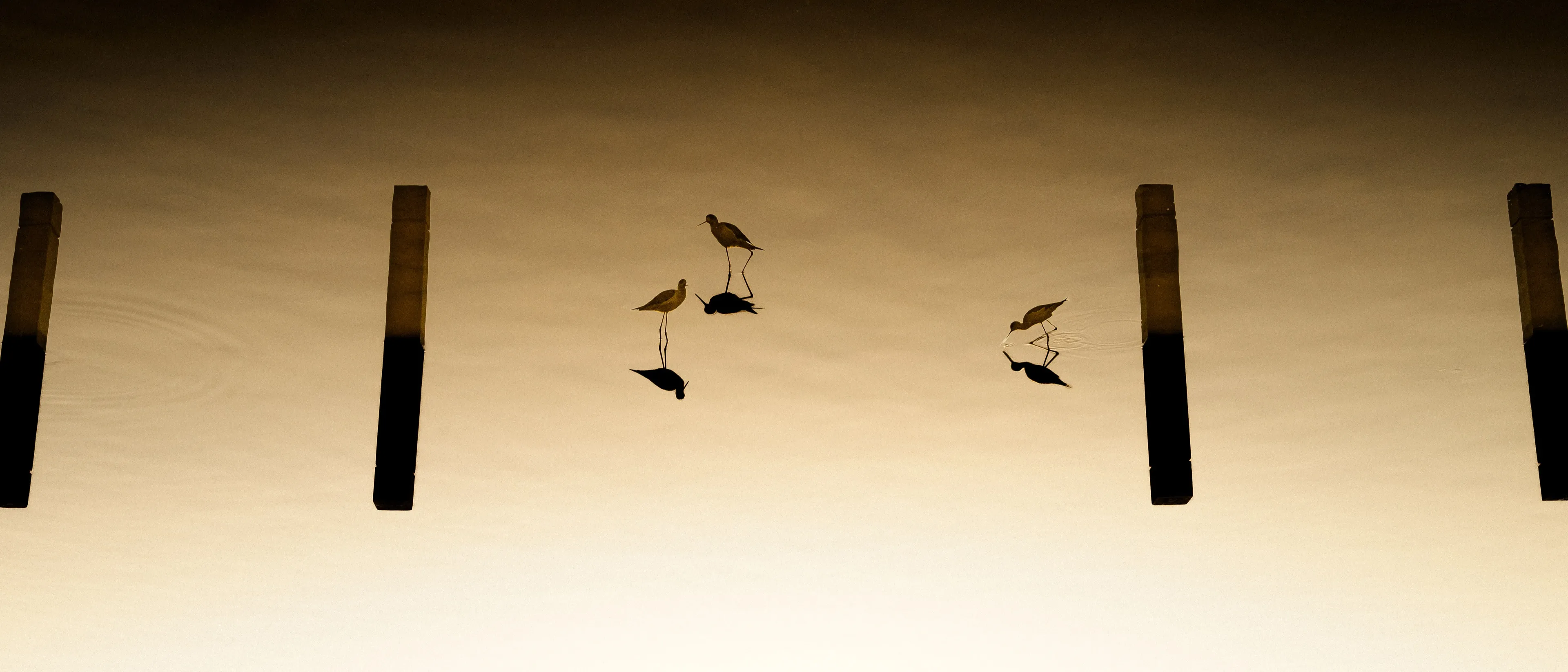Wading birds and their reflections between pier pilings at dusk